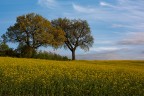 Gli elementi della natura ci comunicano sempre qualcosa, 2 alberi come fratelli, come innamorati, la foto di Claudio mi ha toccato e questo  un piccolo gesto di vicinanza.
Consigli e critiche ben accetti