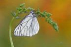 Aporia-crataegi_DSC1720