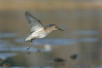 Combattente_DSC3489