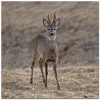 Sguardo in camera Sguardo in camera