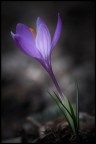 Crocus del parco casentinese