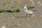 Piovanello tridattilo (Calidris alba) Piovanello tridattilo (Calidris alba)