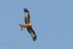 Nibbio-reale_DSC5843 Nibbio-reale_DSC5843
