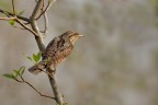 Torcicollo