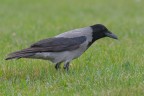 Una semplice cornacchia grigia Una semplice cornacchia grigia