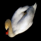 Contrast ... Contrast ...