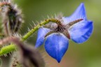 fiore Blu