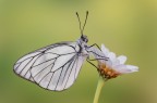 Aporia Aporia