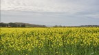 Un mare di giallo..