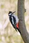 Picchio-rosso-maggiore-maschio_DSC5191 Picchio-rosso-maggiore-maschio_DSC5191