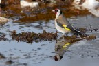 Cardellino_DSC5202