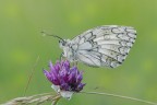 Melanargia-russiae_DSC1005