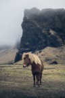 Icelandic horse Icelandic horse