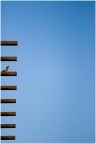 Bird on a pattern... Bird on a pattern...