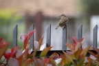 Ospite in giardino
