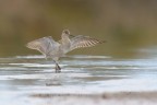 Combattente_Calidris-pugnax_DSC3932 Combattente_Calidris-pugnax_DSC3932
