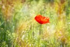 E' primavera E' primavera