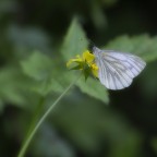 Farfalla close up Farfalla close up