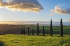 Cipressi..