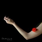 La Primavera del cuore (serie in divenire) La Primavera del cuore (serie in divenire)