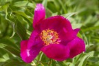Peonia Selvatica Peonia Selvatica