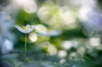 Anemone e primotar