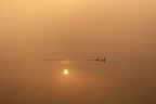 nuotare nell'oro