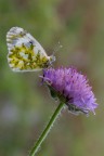 Macro_Verticale_Giu2022 Macro_Verticale_Giu2022
