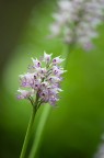 Orchis simia Orchis simia