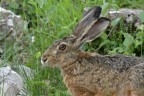 Lepre europea Lepre europea