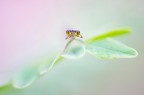 Ischnura elegans Ischnura elegans
