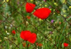 Papaveri Papaveri