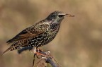 Storno comune (Sturnus vulgaris)