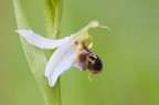 Ophrys apifera Ophrys apifera
