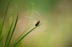 Adela australis Adela australis