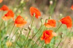 Papaveri Papaveri