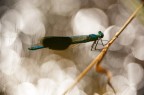 Una bellissima Calopterix eseguita mentre scrutavo nel letto di un fiumiciattolo. i riflessi dell'acqua hanno creato le bolle a tutta apertura del 300mm