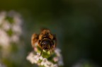 Halictus scabiosae Halictus scabiosae