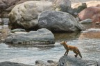 Cercando il merlo acquaiolo ho visto una famiglia di volpi attraversare il torrente pi in basso. I giovani erano piuttosto inesperti e non trovavano la via. Uno  anche caduto in acqua.