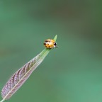Coccinella su foglia di Ailanto Coccinella su foglia di Ailanto