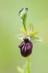 Ophrys incubacea fuoco selettivo Ophrys incubacea fuoco selettivo