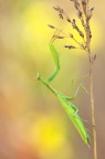 Mantis Mantis