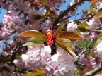 Primavera Legosa Primavera Legosa