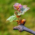 *** Lambrusco in fasce *** *** Lambrusco in fasce ***