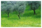 Ulivi Ulivi