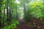 Sentiero nel bosco