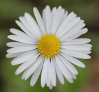 essenza II essenza II