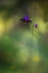 Aquilegia Aquilegia
