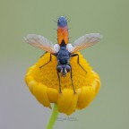 Cylidromyia-brassicaria_DSC7003 Cylidromyia-brassicaria_DSC7003