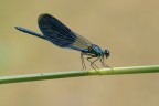 Caleopteryx splendens Caleopteryx splendens
